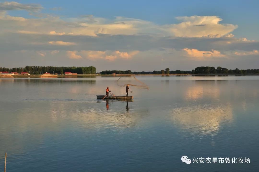 鲫鱼养殖成功案例_养殖鲫鱼技术_鲫鱼养殖视频致富经