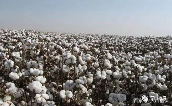 胡豆怎样种植高产_胡豆高产种植技术_胡豆的种植技术