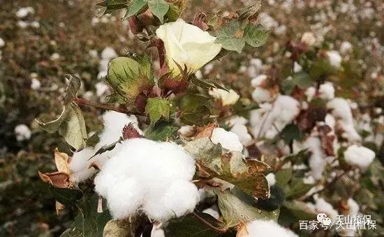 胡豆怎样种植高产_胡豆高产种植技术_胡豆的种植技术