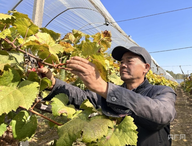 黄瓜种植产量和收入_致富黄瓜种植热量多少_黄瓜种植致富热