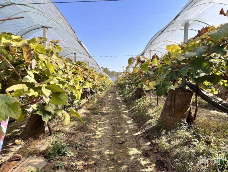 黄瓜种植产量和收入_致富黄瓜种植热量多少_黄瓜种植致富热