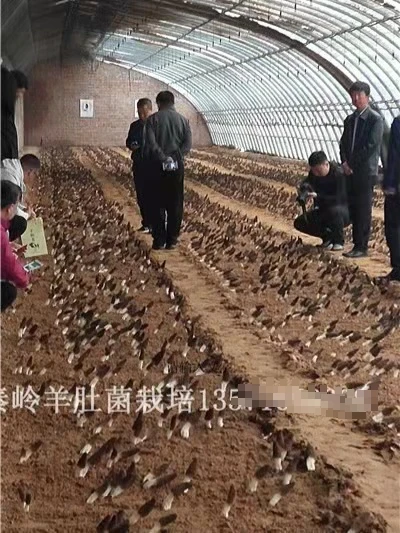 东北农村种植业什么项目好_东北致富种植项目_东北种植什么赚钱