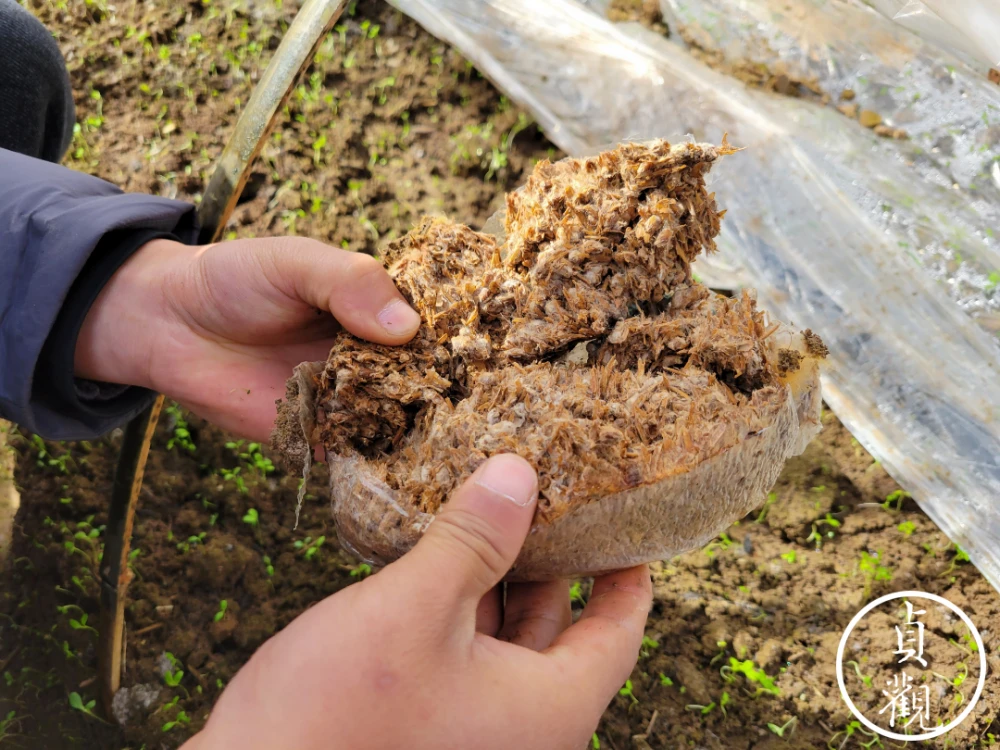 东北农村种植业什么项目好_东北种植什么赚钱_东北致富种植项目