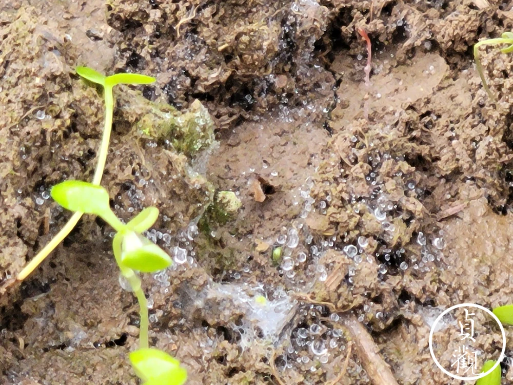 东北农村种植业什么项目好_东北种植什么赚钱_东北致富种植项目