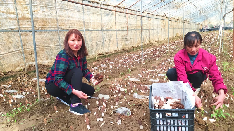 东北种植什么赚钱_东北农村种植业什么项目好_东北致富种植项目