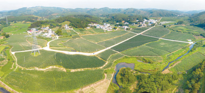 致富笋竹种植方法_种植竹笋致富_竹笋种植技术及亩收益