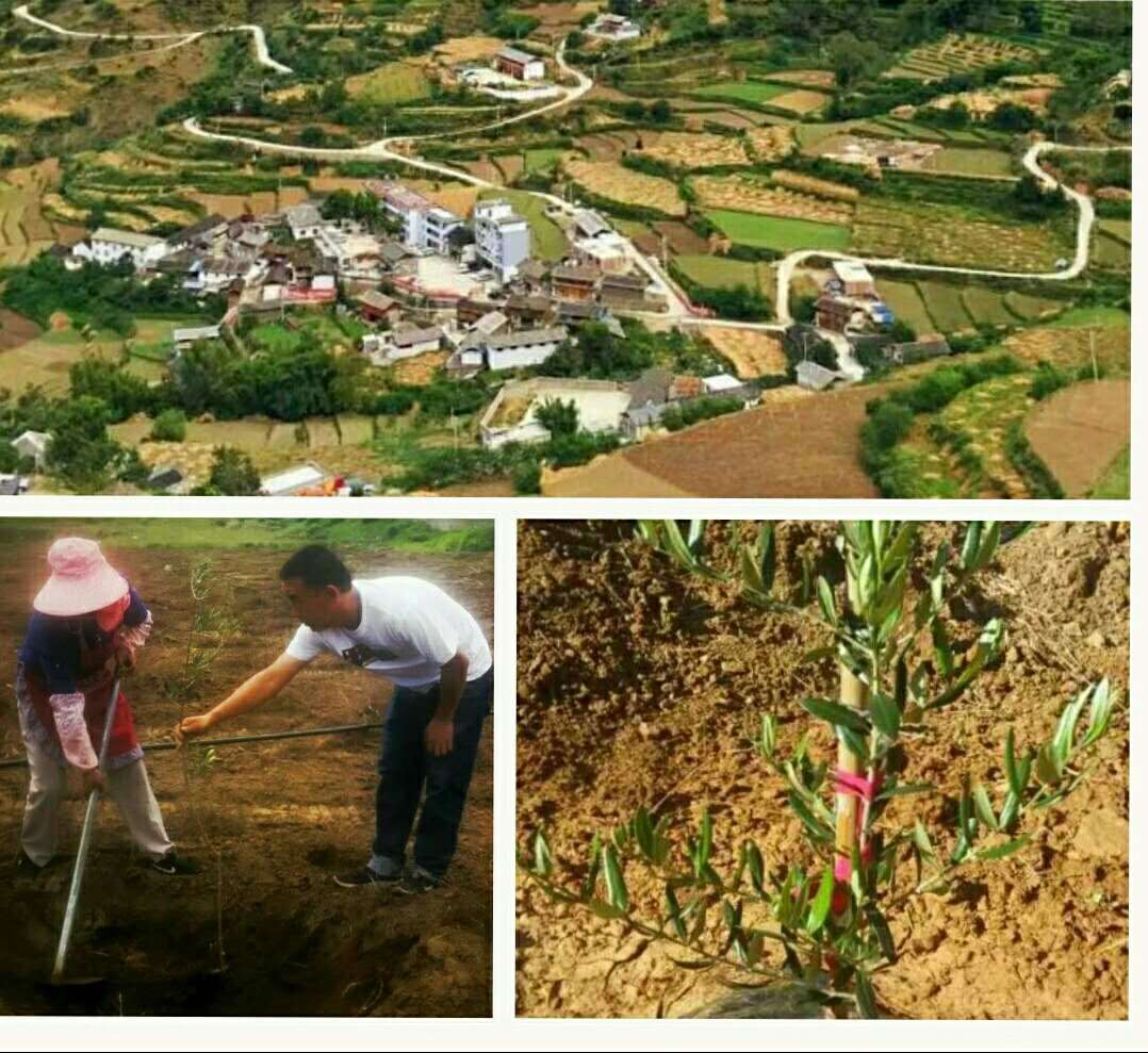 种植油橄榄致富_致富经油橄榄_橄榄油种植条件