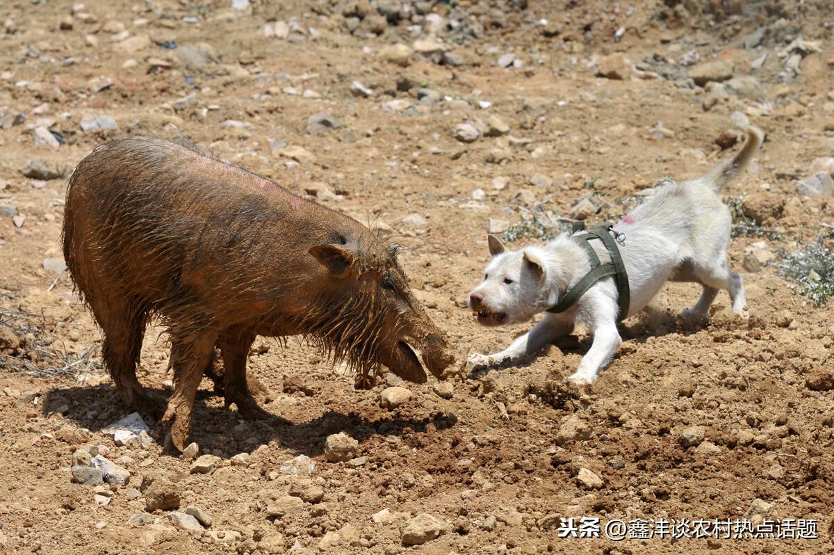 野猪养殖高效技术有哪些_野猪养殖高效技术方法_野猪高效养殖技术