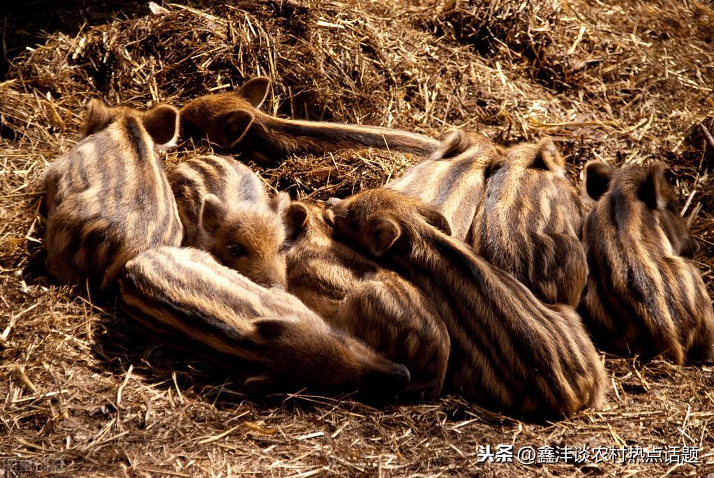 野猪高效养殖技术_野猪养殖高效技术方法_野猪养殖高效技术有哪些