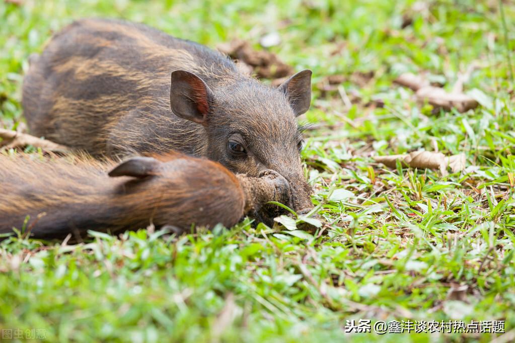 野猪养殖高效技术方法_野猪高效养殖技术_野猪养殖高效技术有哪些