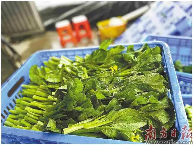 致富种植红尖椒怎么样_红尖椒种植致富_2o21年种红尖椒市场价行情