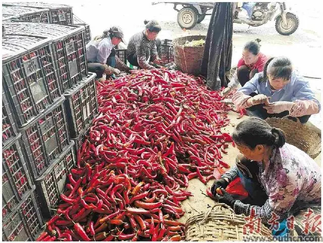 致富种植红尖椒怎么样_2o21年种红尖椒市场价行情_红尖椒种植致富