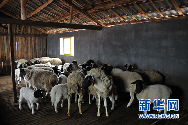 生态农业项目致富经_致富农业生态项目介绍_致富农业生态项目简介