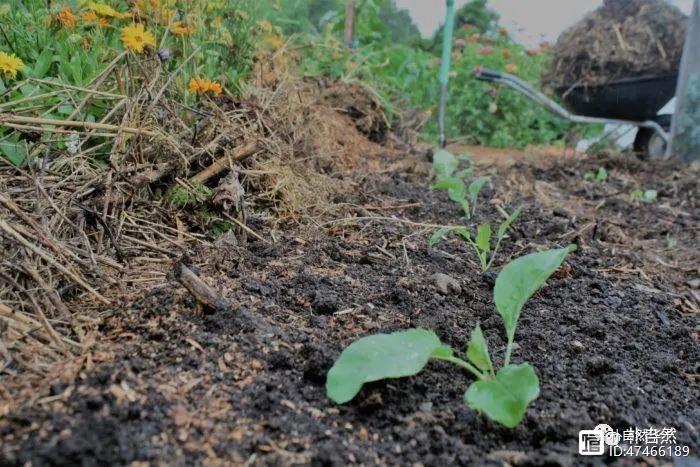 室内养牛技术_牛至的室内种植技术_牛至种植方法