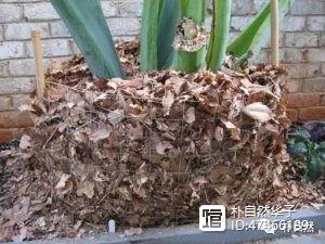 牛至的室内种植技术_牛至种植方法_室内养牛技术