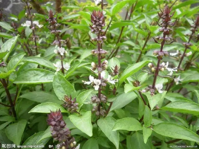 牛至适合室内养吗_室内养牛技术_牛至的室内种植技术