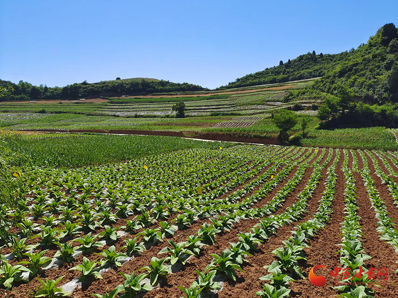 云南烤烟种植致富_云南2021年烤烟种植前景_云南烤烟种植技术