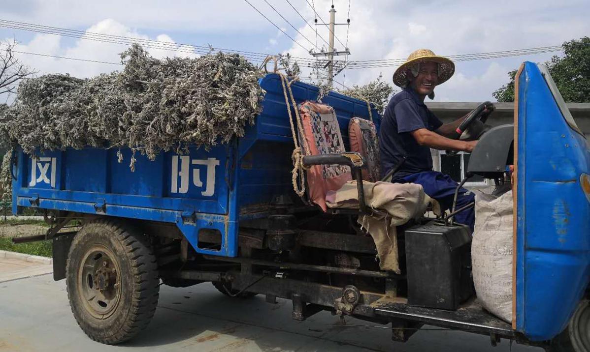 小小艾草飘清香 群众迈上致富路