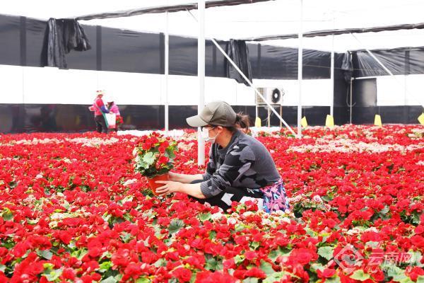 致富云南种植烤烟视频_云南种植烤烟基地是在哪里_云南烤烟种植致富