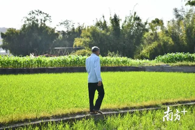 种树致富经_种植啥树致富_种植致富业