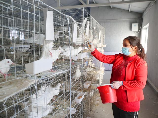 致富经肉鸽养殖技术视频_肉鸽养殖致富新闻_致富经肉鸽养殖创业