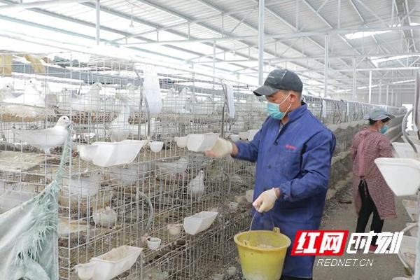 肉鸽养殖致富新闻_新闻致富养殖肉鸽视频_致富经肉鸽养殖技术视频