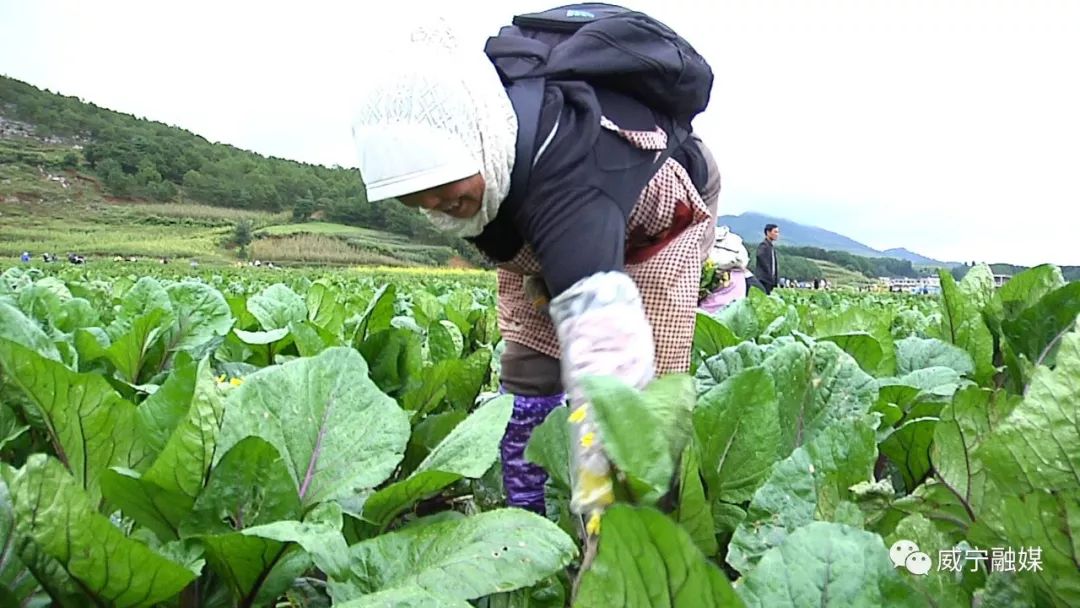 致富经种蔬菜种出千万财富_致富蔬菜种植方法_蔬菜怎么种植致富