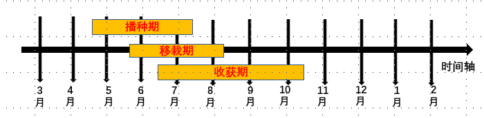 阳台种青瓜方法_青瓜阳台种植技术_阳台种植青瓜技术要点