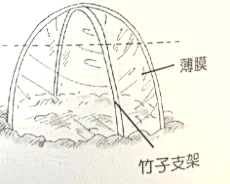 青瓜阳台种植技术_阳台种青瓜方法_阳台种植青瓜技术要点