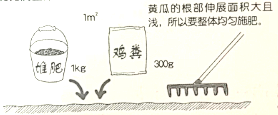 阳台种青瓜方法_阳台种植青瓜技术要点_青瓜阳台种植技术