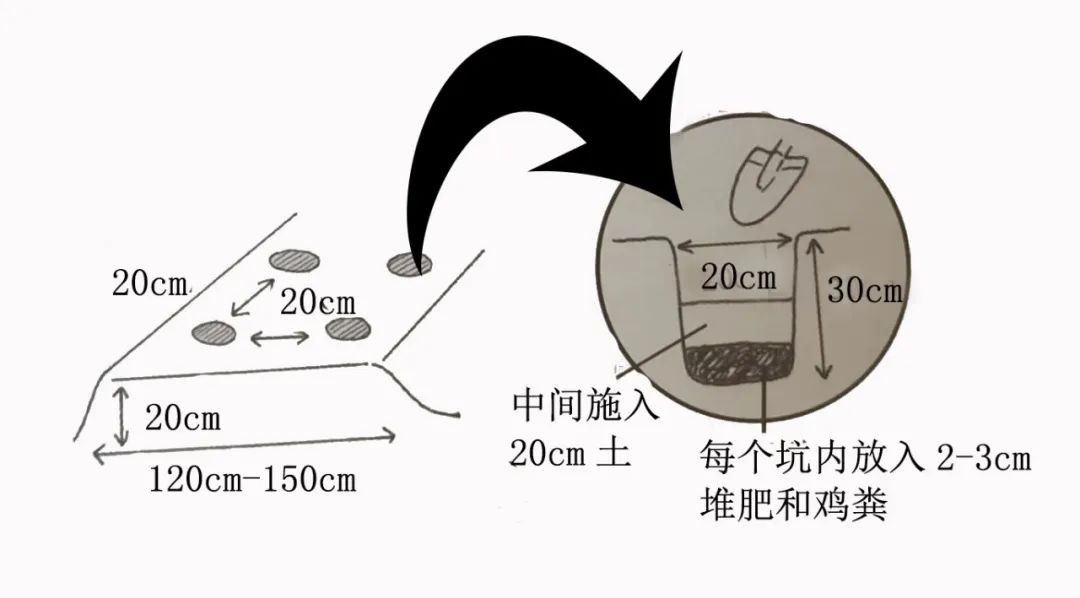 阳台种植青瓜技术要点_青瓜阳台种植技术_阳台种青瓜方法