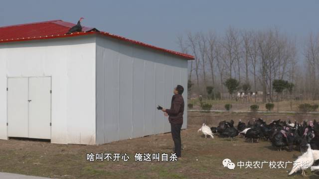 中央7台致富经养火鸡_中央电视台致富经养鸡_致富经养殖火鸡