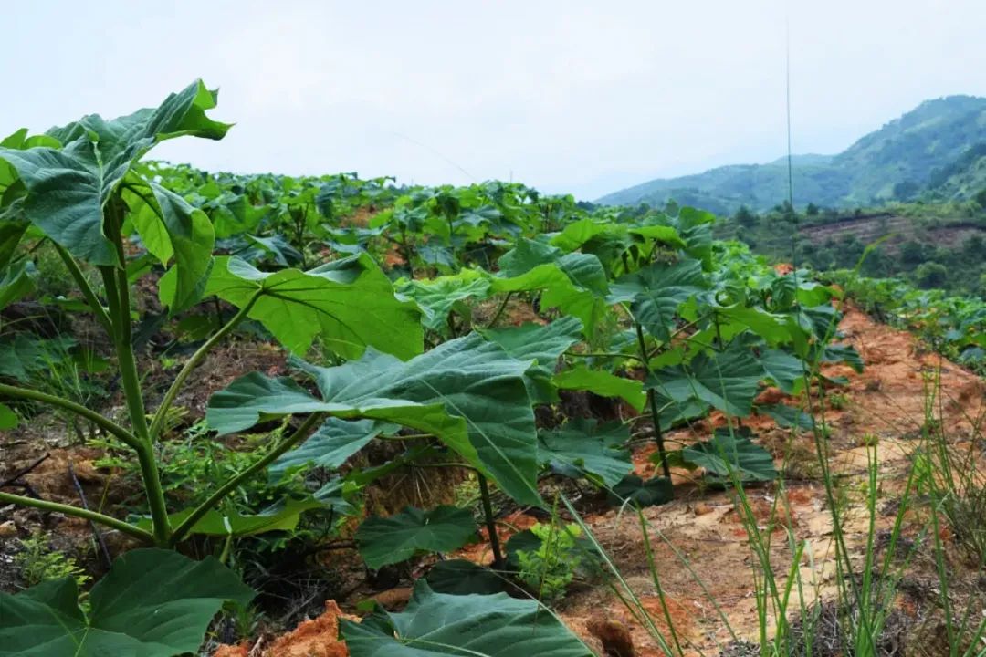 致富经种树的创业项目_山林致富项目_林业致富树种植