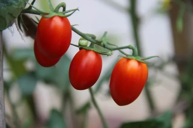 秋季种樱桃树会长芽吗_秋季种植樱桃技术要求_樱桃秋季种植技术