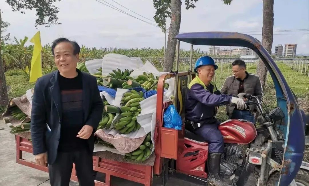 种植园林绿化树种致富_山林致富项目_林业致富树种植