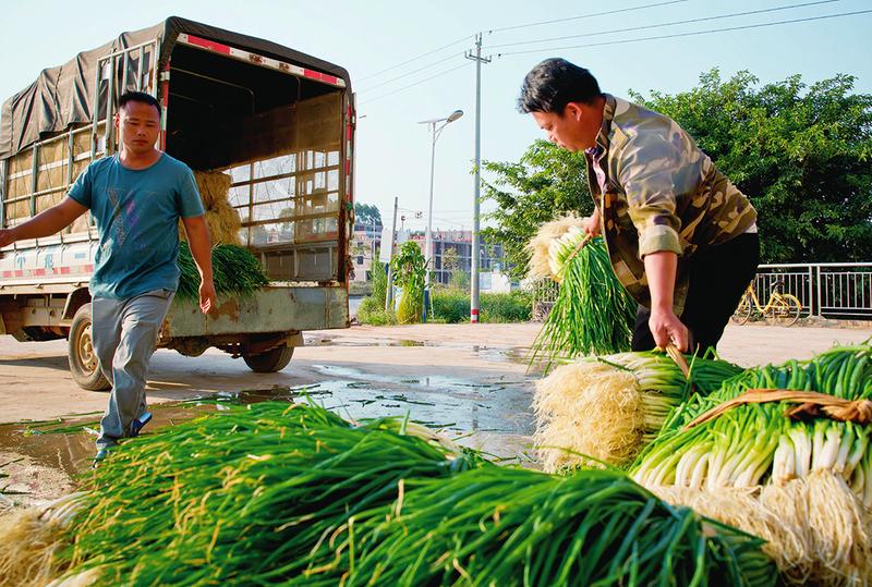 小香葱带来大市场 托起村民致富梦