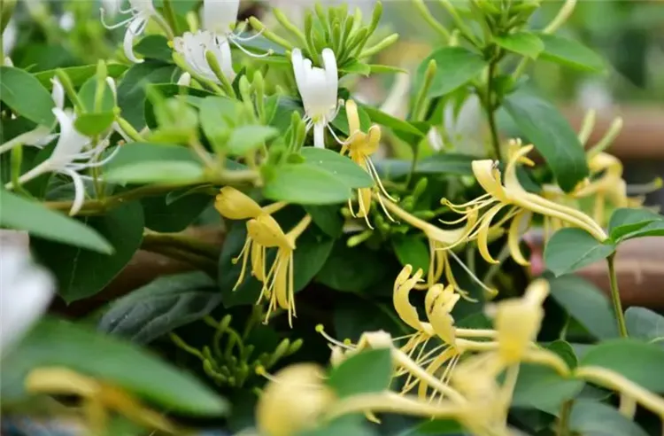 广东种植种子致富_种植致富新项目_广东最好的种子公司