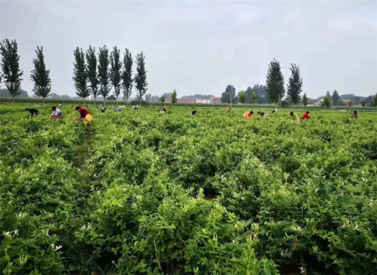 广东最好的种子公司_广东种植种子致富_种植致富新项目