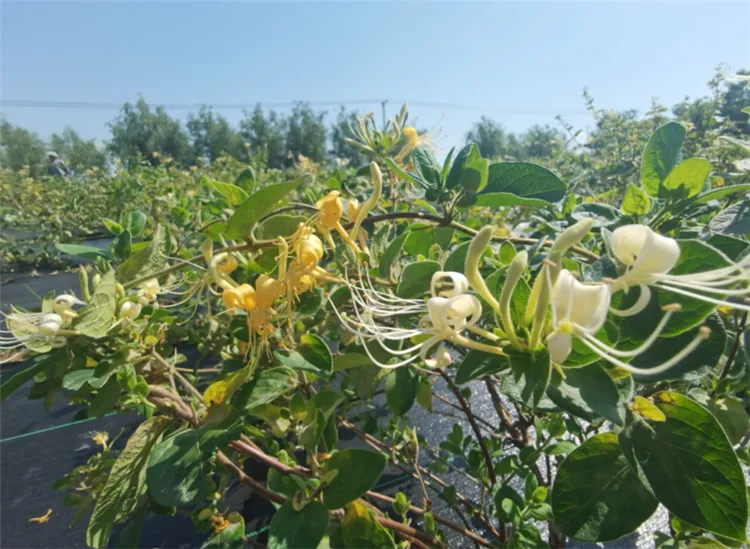 广东最好的种子公司_种植致富新项目_广东种植种子致富