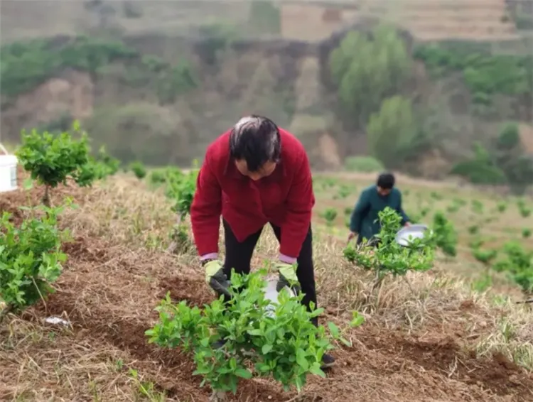 广东最好的种子公司_广东种植种子致富_种植致富新项目