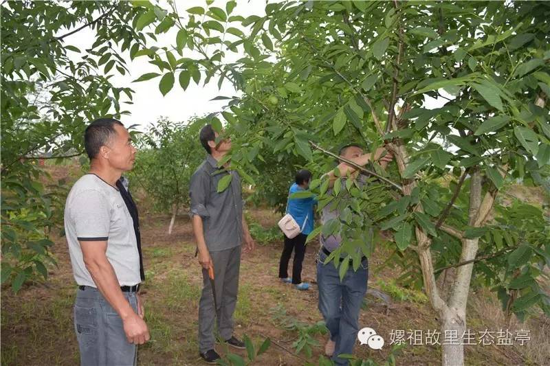 种植园林绿化树种致富_种树致富经_林业致富树种植