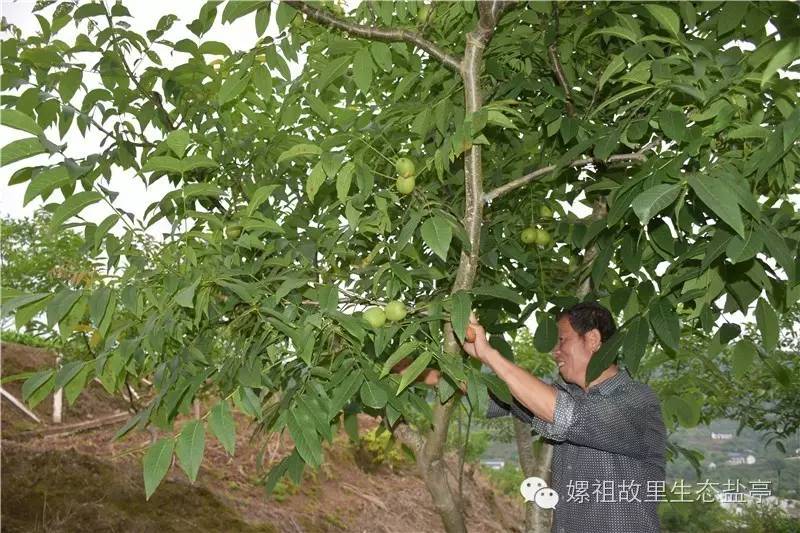 林业致富树种植_种植园林绿化树种致富_种树致富经