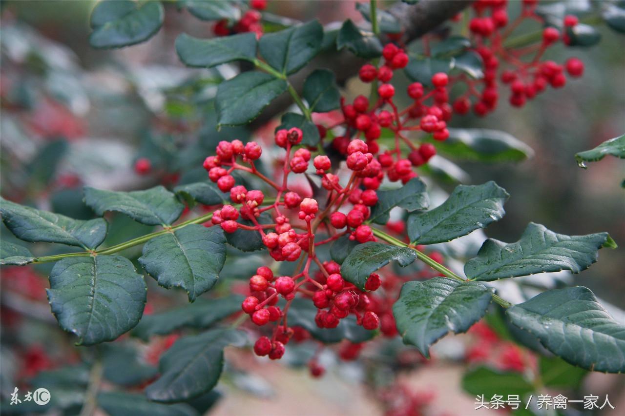 养鸡秘诀：花椒树下花椒鸡，养殖创收不一般！