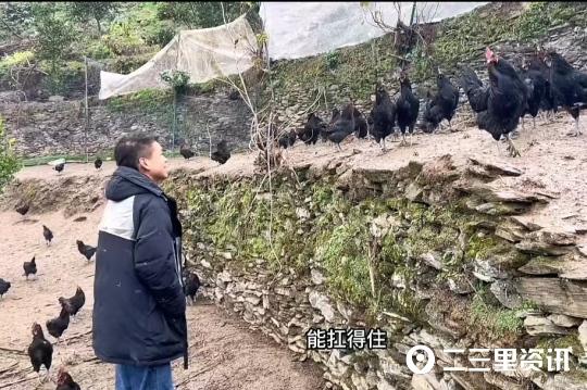 乌鸡养殖技术视频_乌鸡养殖视频致富经_视频养殖乌鸡技术教程