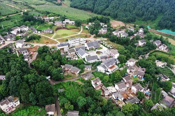 农村致富项目种植_山上种植致富项目_致富种植视频全集