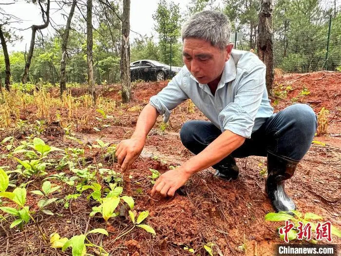 农村致富项目种植_山上种植致富项目_种植致富案例