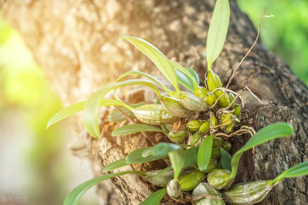 致富种植石斛怎么样_致富经石斛种植_致富种植石斛视频