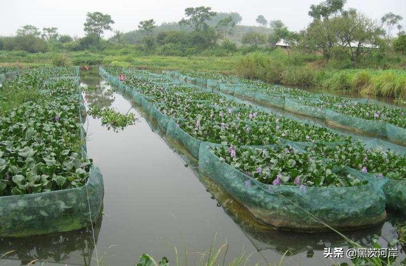 养殖黄鳝网箱技术要求_养殖黄鳝网箱技术规范_黄鳝网箱养殖技术