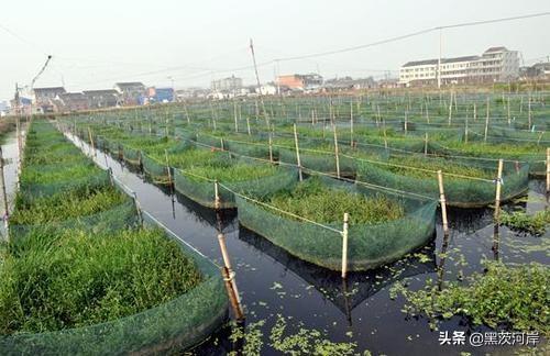 黄鳝网箱养殖技术_养殖黄鳝网箱技术要求_养殖黄鳝网箱技术规范