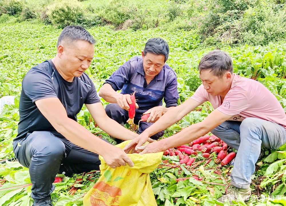 5000亩胭脂红萝卜喜获丰收 拓宽群众增收门路